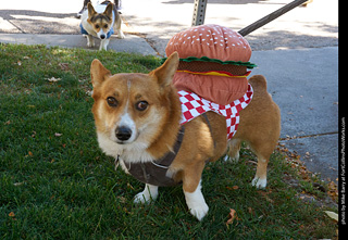 Tour de Corgi 2023