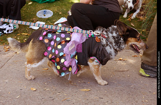 Tour de Corgi 2023