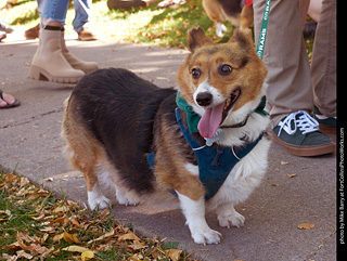 Tour de Corgi 2023
