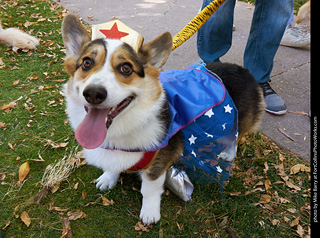 Tour de Corgi 2023