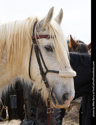 Order of Epona