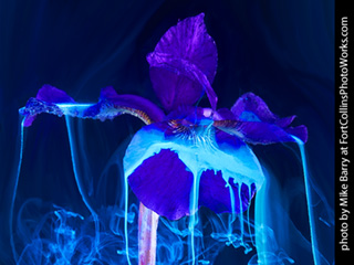 Underwater Flowers