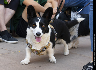 2024 Tour de Corgi - tour