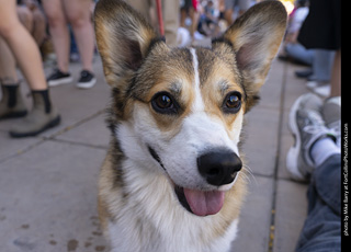2024 Tour de Corgi - tour