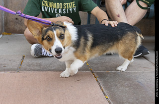2024 Tour de Corgi - tour