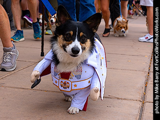 Tour de Corgi 2025