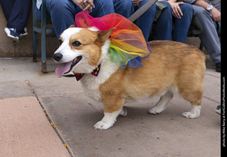  Tour de Corgi 2025 - The Tour